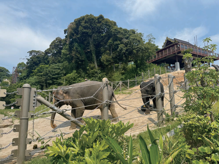 福岡市動植物園アジアゾウエリアの再整備