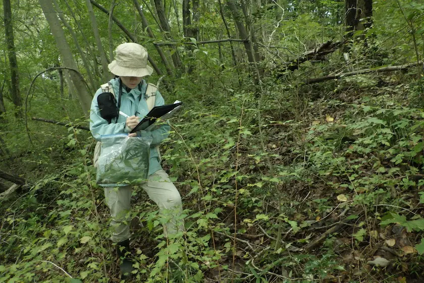 東京都の丘陵地における植物調査の様子